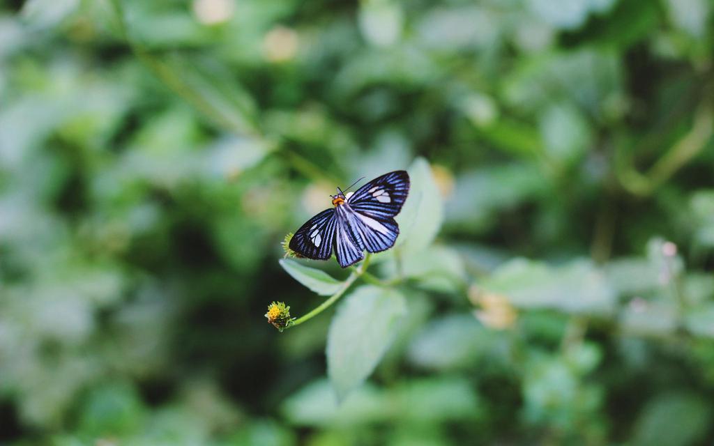植物特写摄影唯美高清壁纸