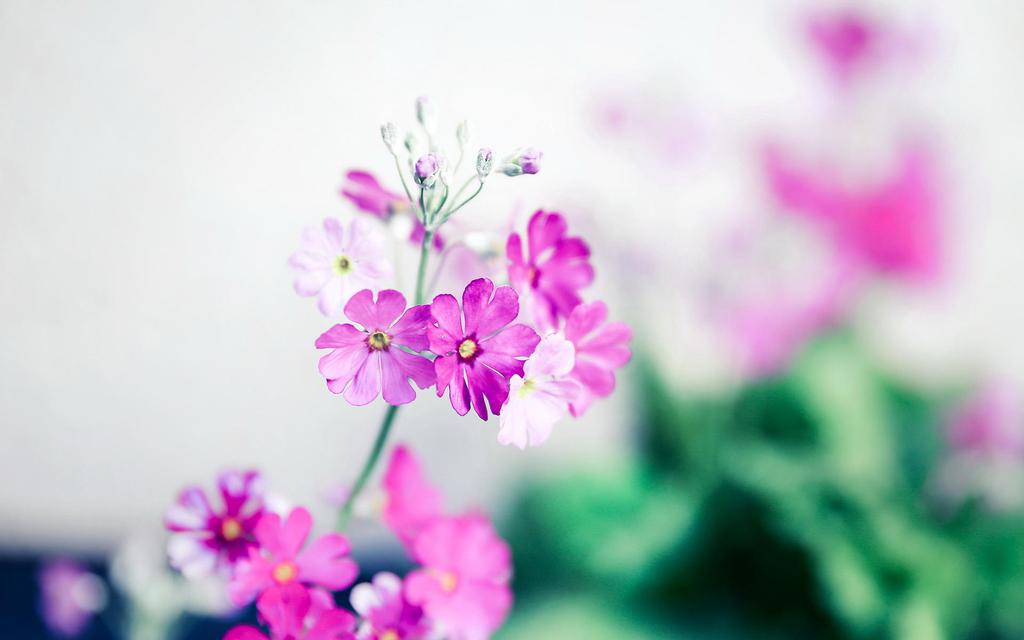 植物特写摄影唯美高清壁纸