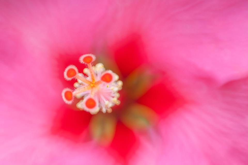 微观近景植物摄影