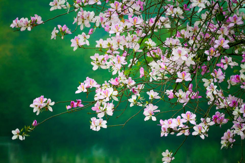 微观近景植物摄影