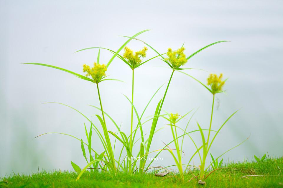 微观近景植物摄影