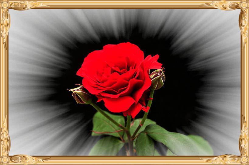 花中皇后月季花图片