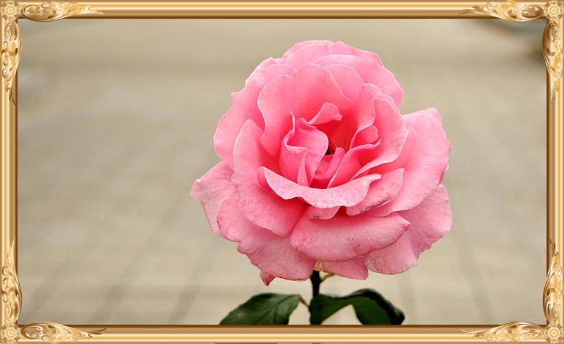 花中皇后月季花图片