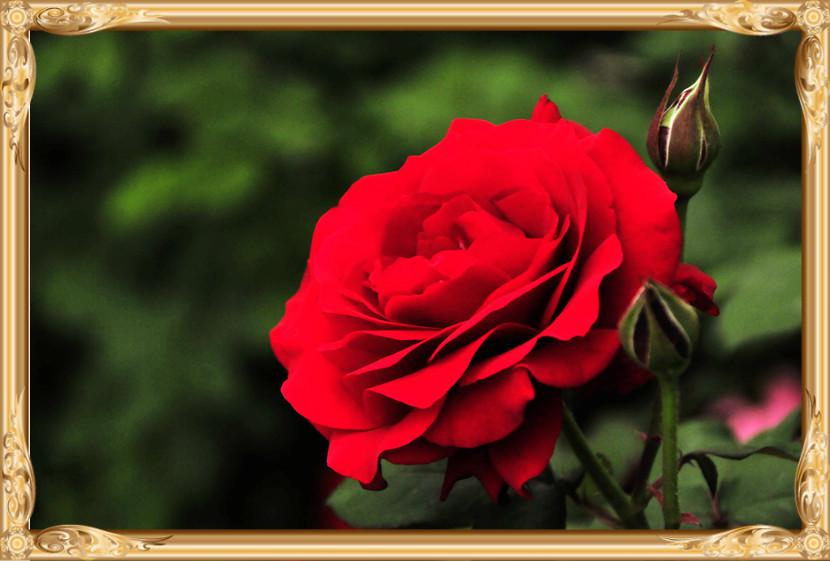 花中皇后月季花图片