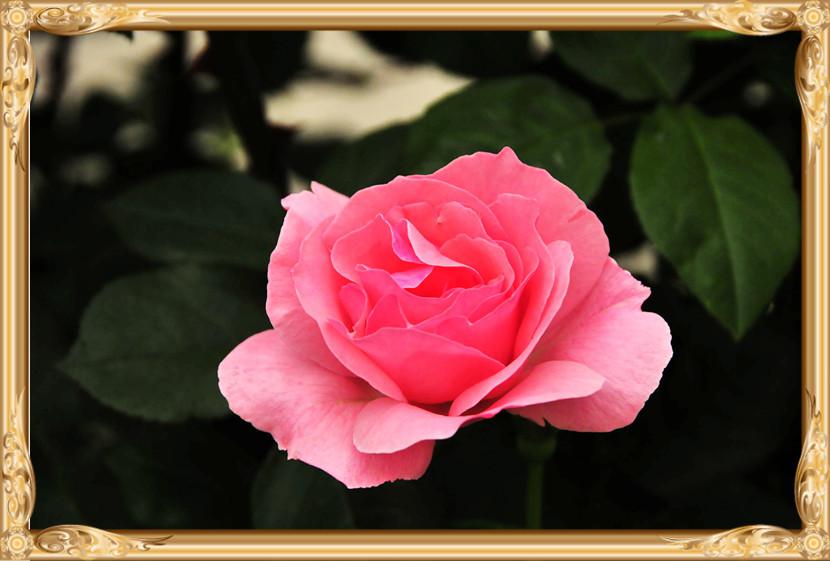 花中皇后月季花图片