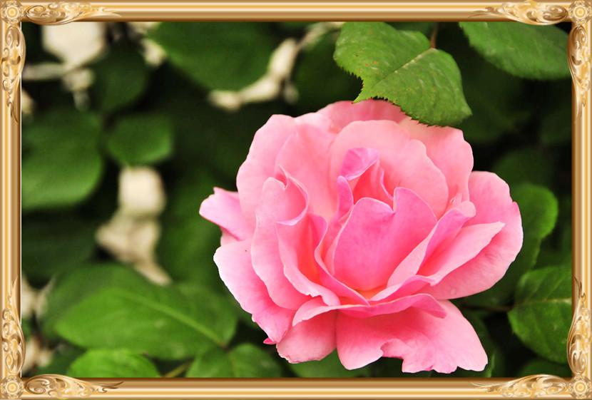 花中皇后月季花图片