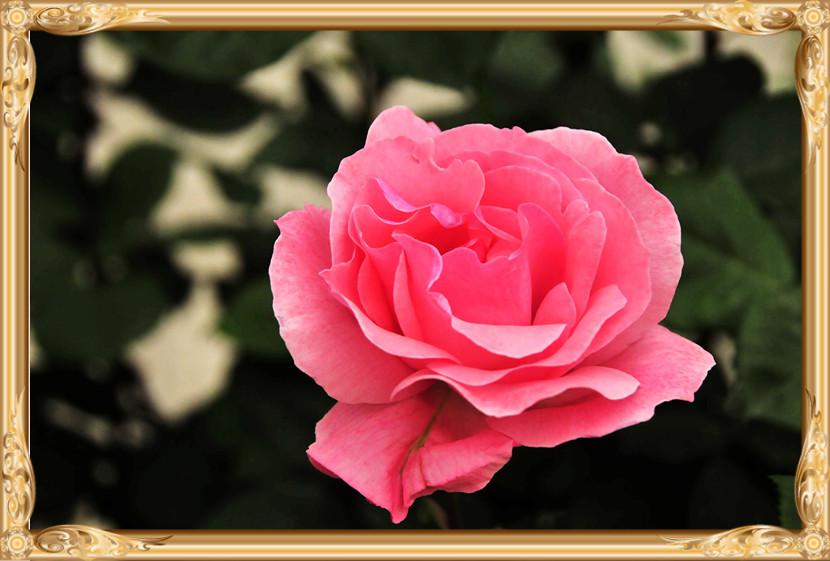 花中皇后月季花图片