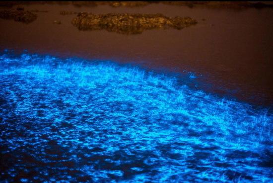 夜晚蓝色荧光海边图片