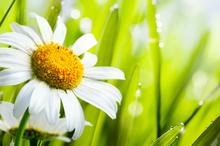 清新夏日绿色护眼高清壁纸