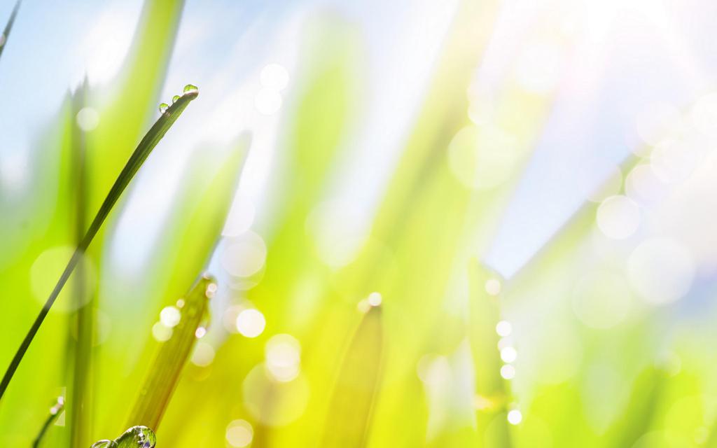 清新夏日绿色护眼高清壁纸