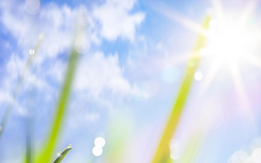 清新夏日绿色护眼高清壁纸