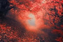 唯美原始森林风光图片