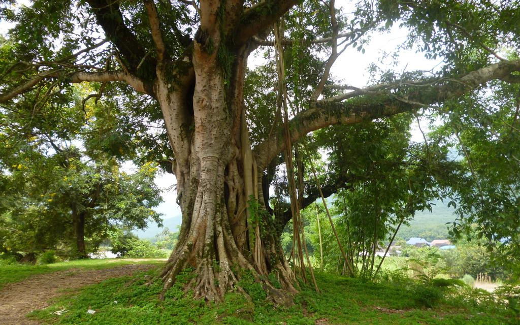 绿色原始森林世界桌面壁纸