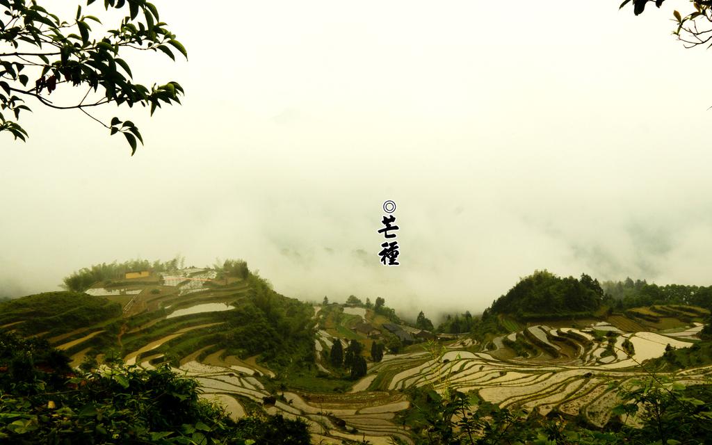 二十四节气之芒种壁纸