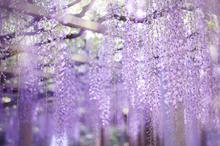 紫藤花唯美意境壁纸