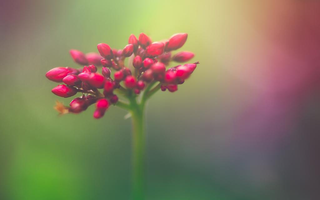 唯美意境花朵壁纸