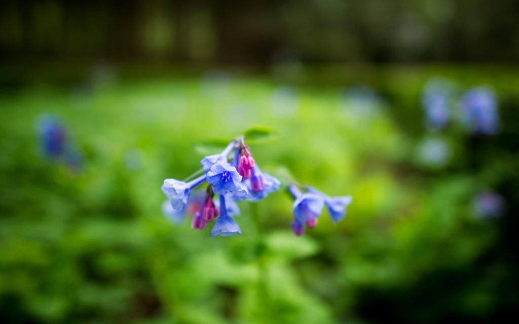 唯美意境花朵壁纸