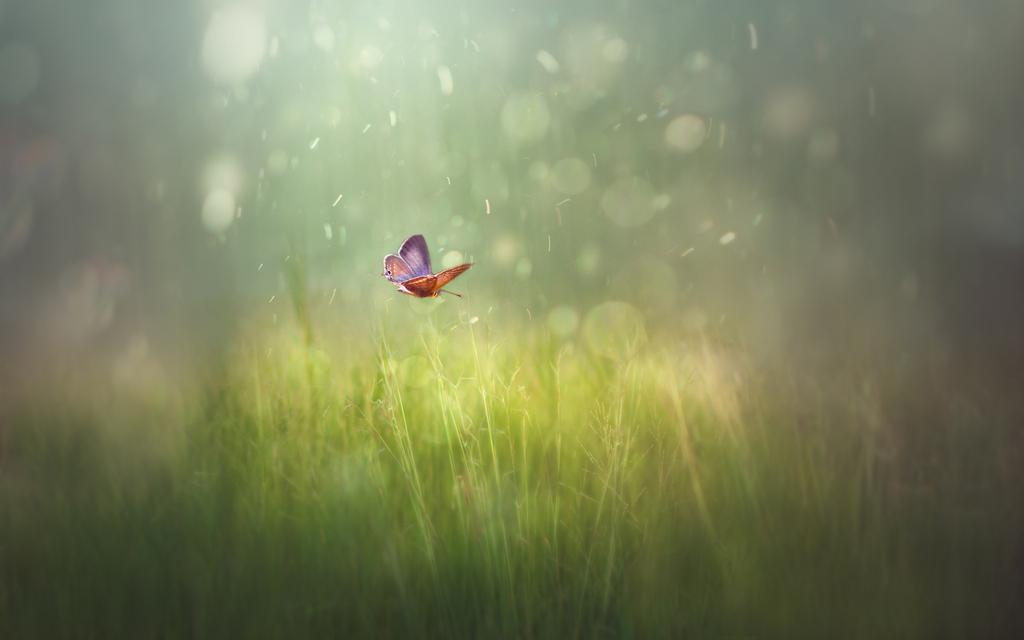 唯美意境花朵壁纸