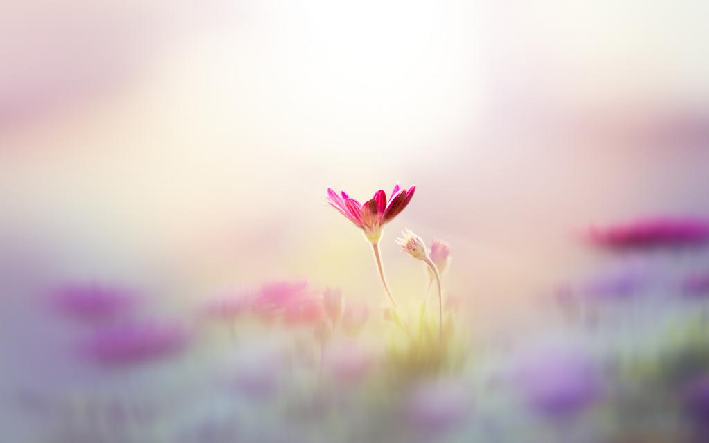 唯美意境花朵壁纸