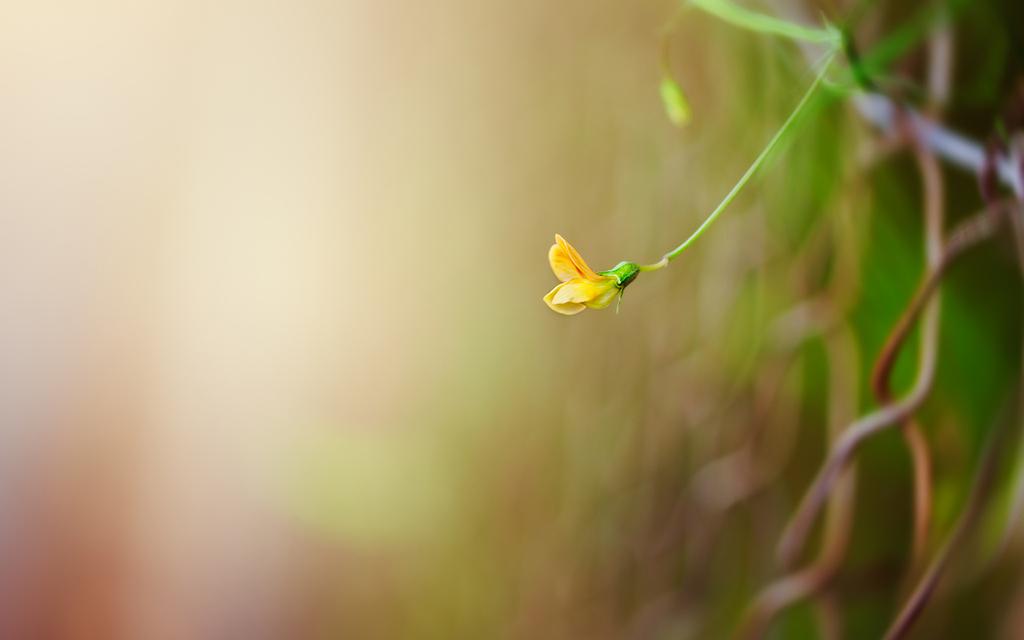 唯美意境花朵壁纸