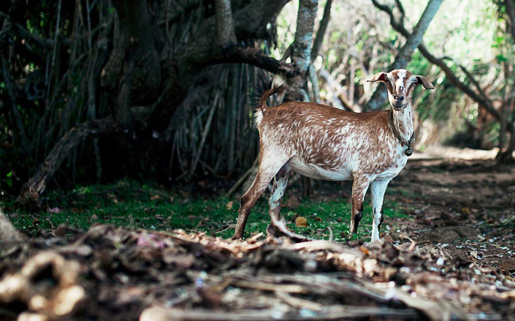 文艺小清新壁纸