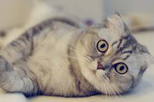 可爱折耳猫壁纸