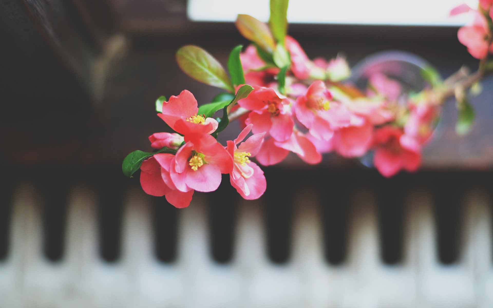 壁纸 > || 更新时间:2015-07-18 颜色分 炫彩 关键词:  唯美意境 盆栽