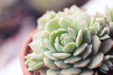 多肉植物高清桌面壁纸