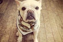 时尚狗狗个性图片