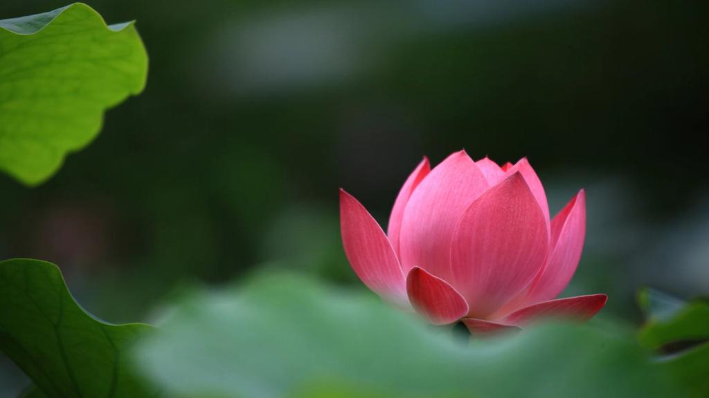 夏日荷花桌面壁纸