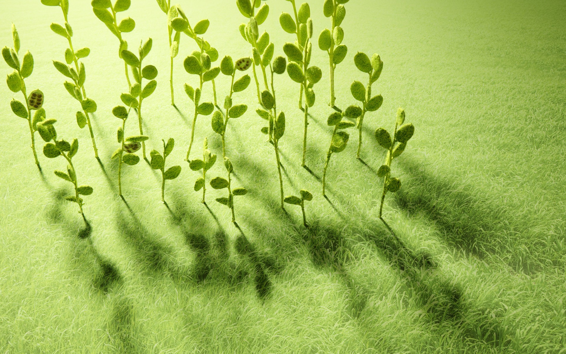 初夏那抹绿意桌面壁纸