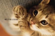 超可爱猫咪文字图片