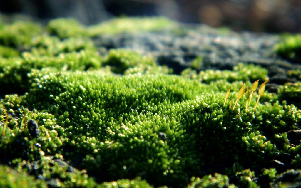 青苔绿色护眼壁纸