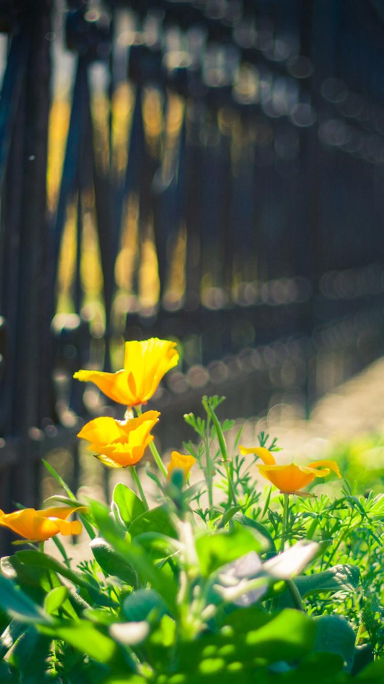 温暖阳光户外手机壁纸