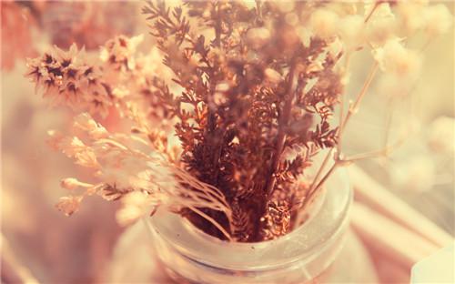 唯美枯枝干花意境图片