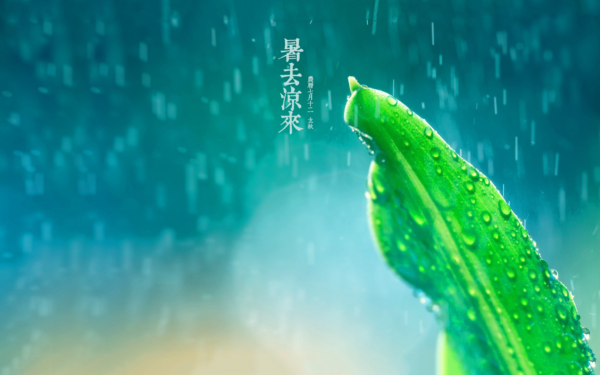 一叶知秋,高清图片,电脑桌面-壁纸族