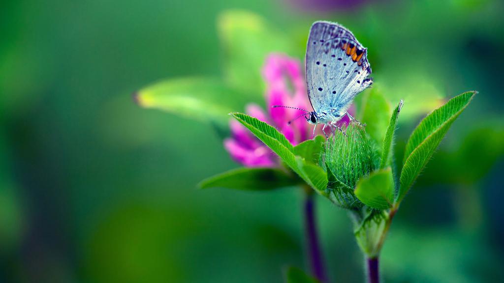 清新意境护眼壁纸