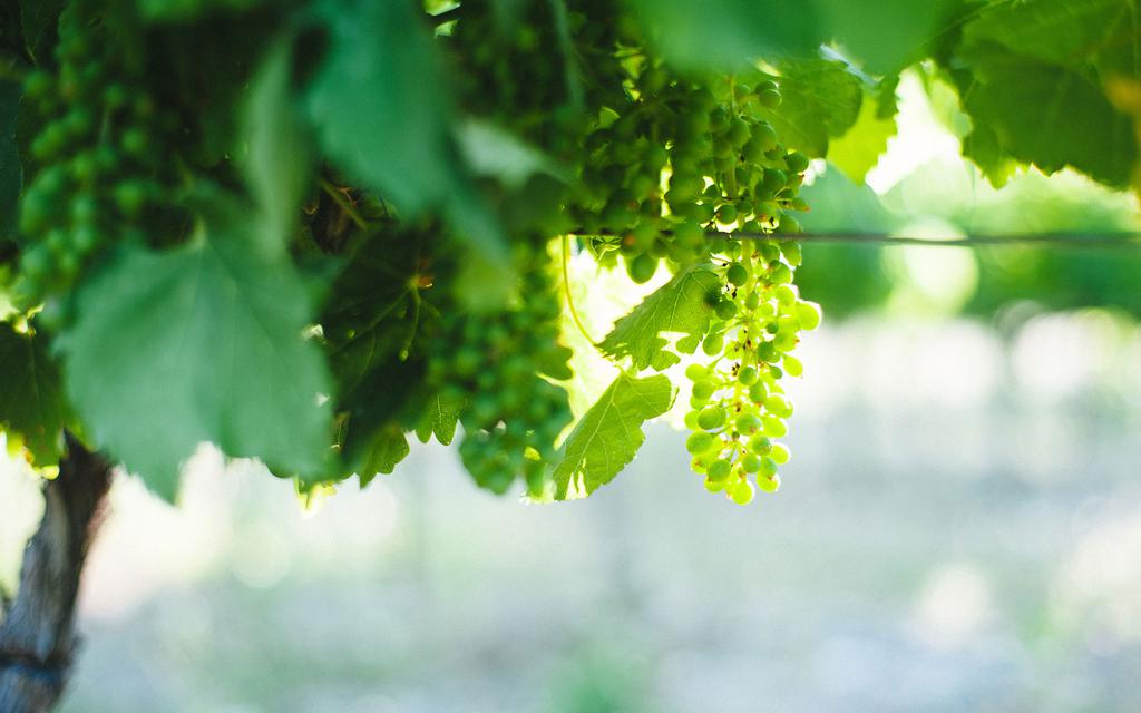 晶莹剔透的葡萄