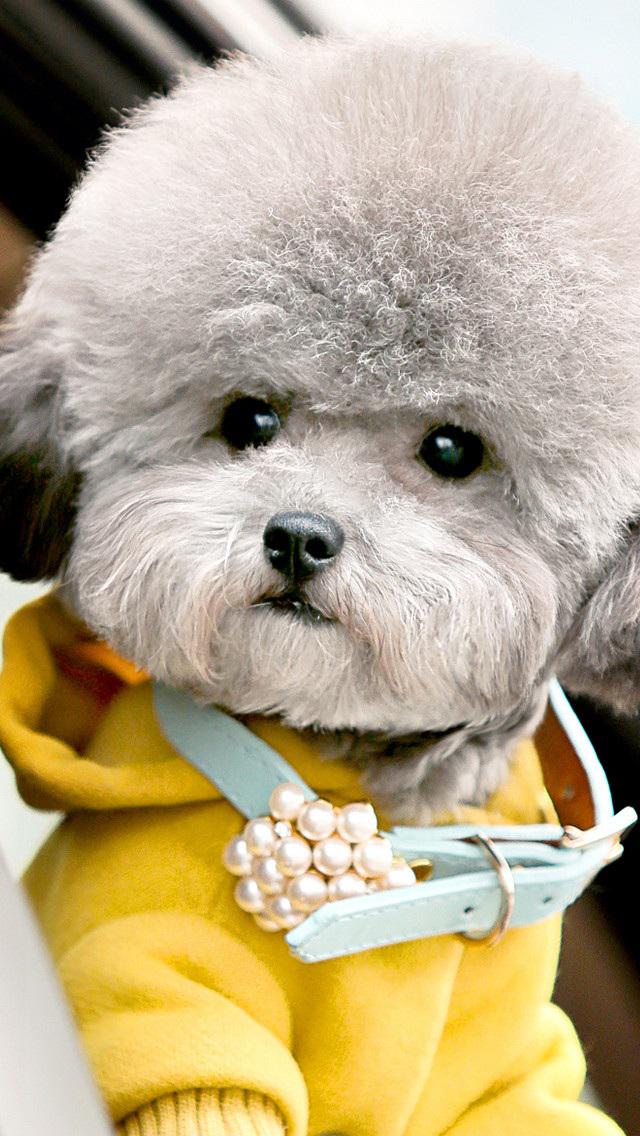 超级萌宠汪星人