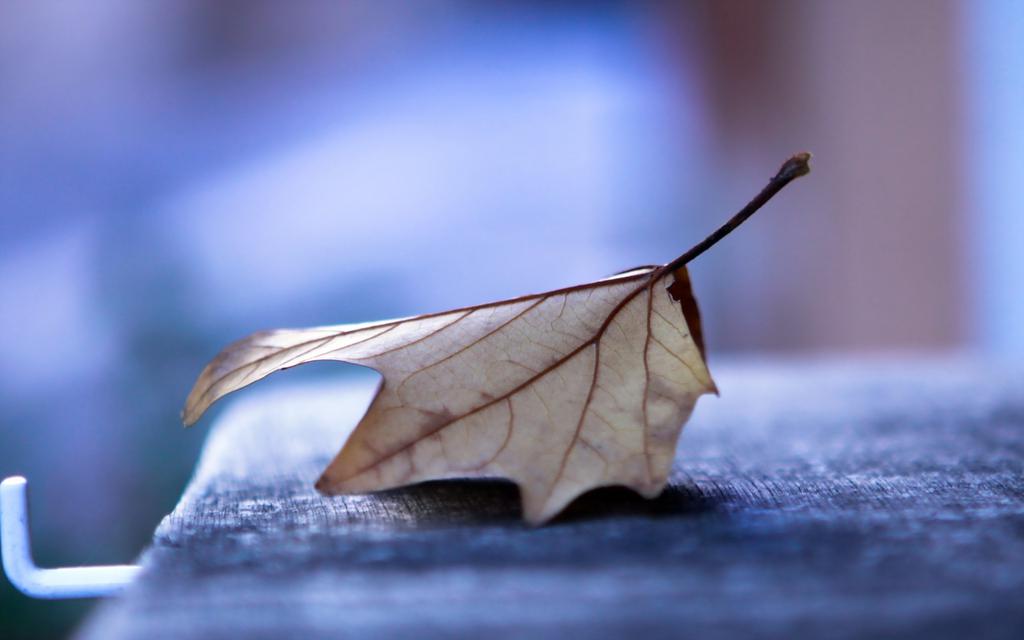 秋分的叶子