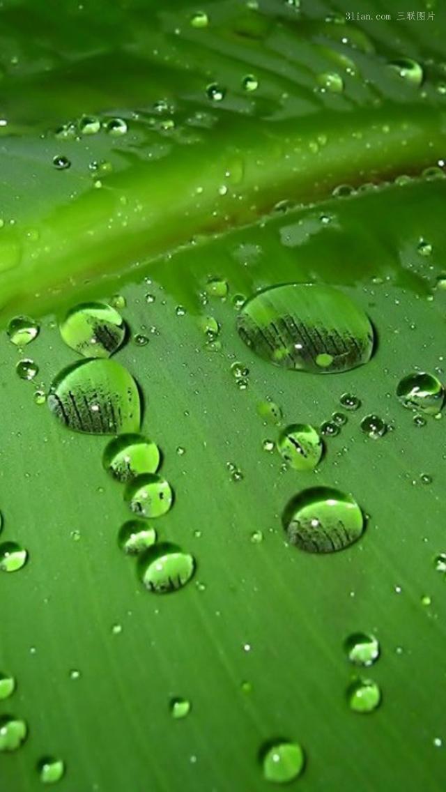 唯美绿色小清新