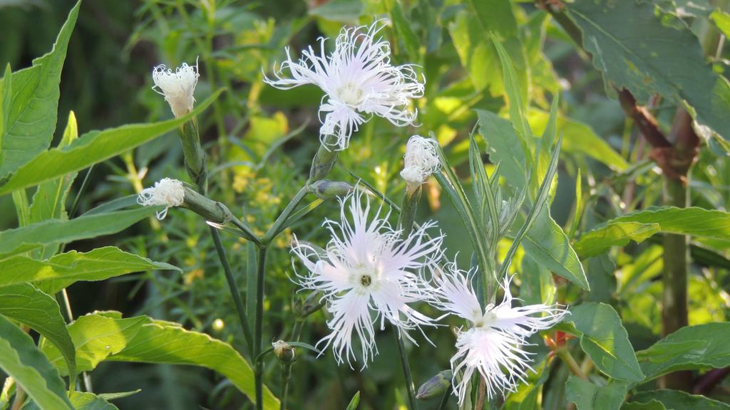 大自然青山绿水
