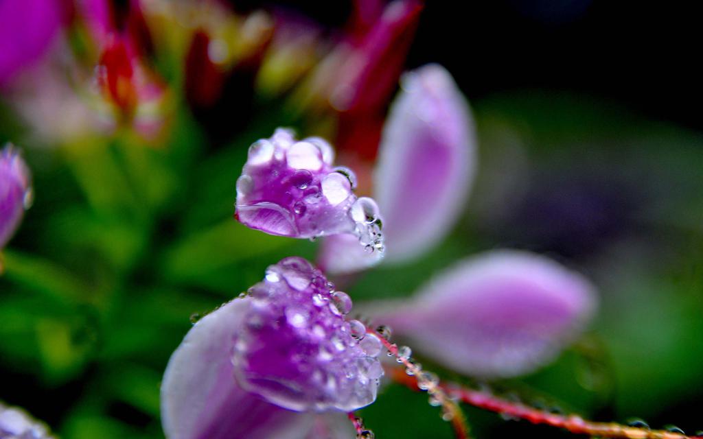 寒露时节的花朵