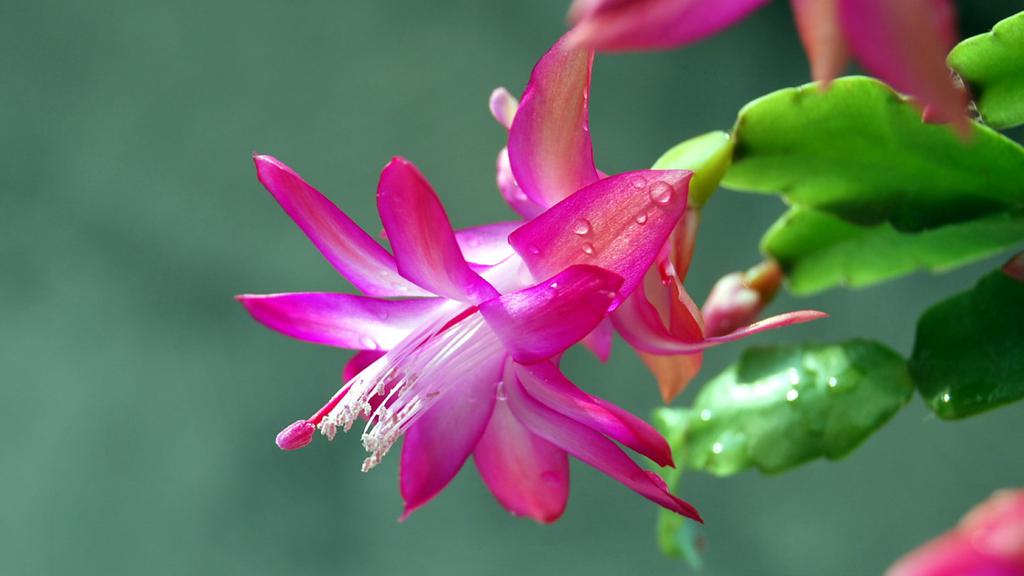 清新唯美蟹爪兰