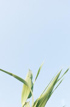 清新绿色植株-0