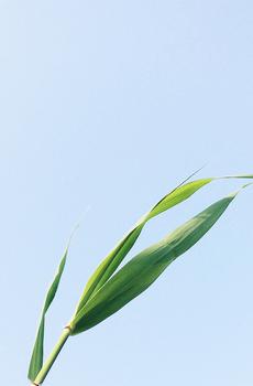 清新绿色植株-3