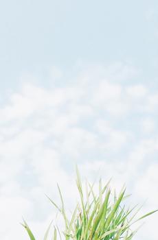 清新绿色植株-4