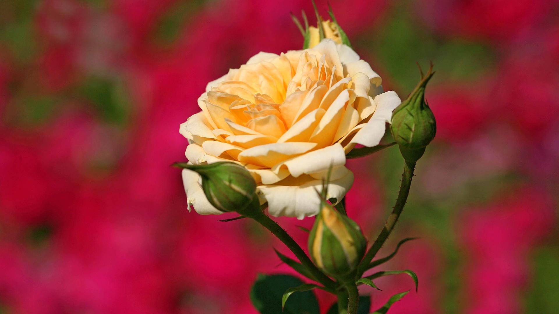 唯美月季花,高清图片,电脑桌面-壁纸族