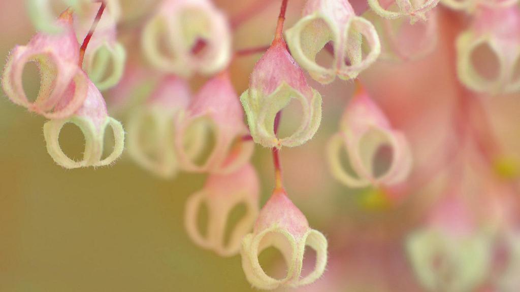 奇异花朵苹婆花