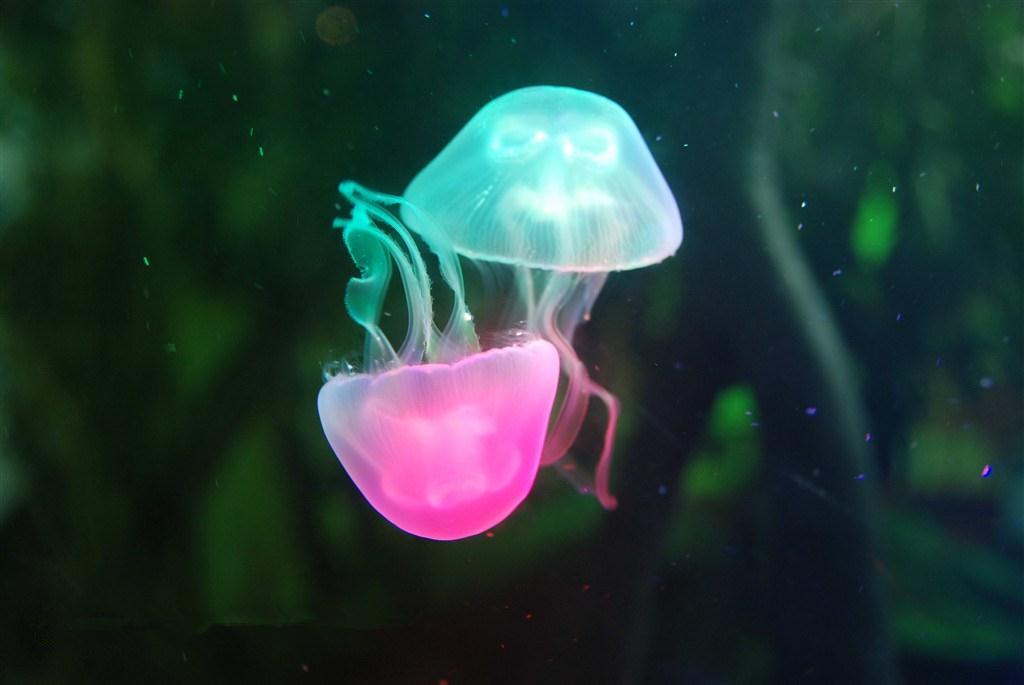 多姿多彩的水母